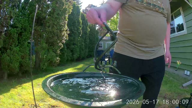 unknown sparrow — 2026-05-17 17:59:58 — A juvenile sparrow is drinking and splashing in the fountain.