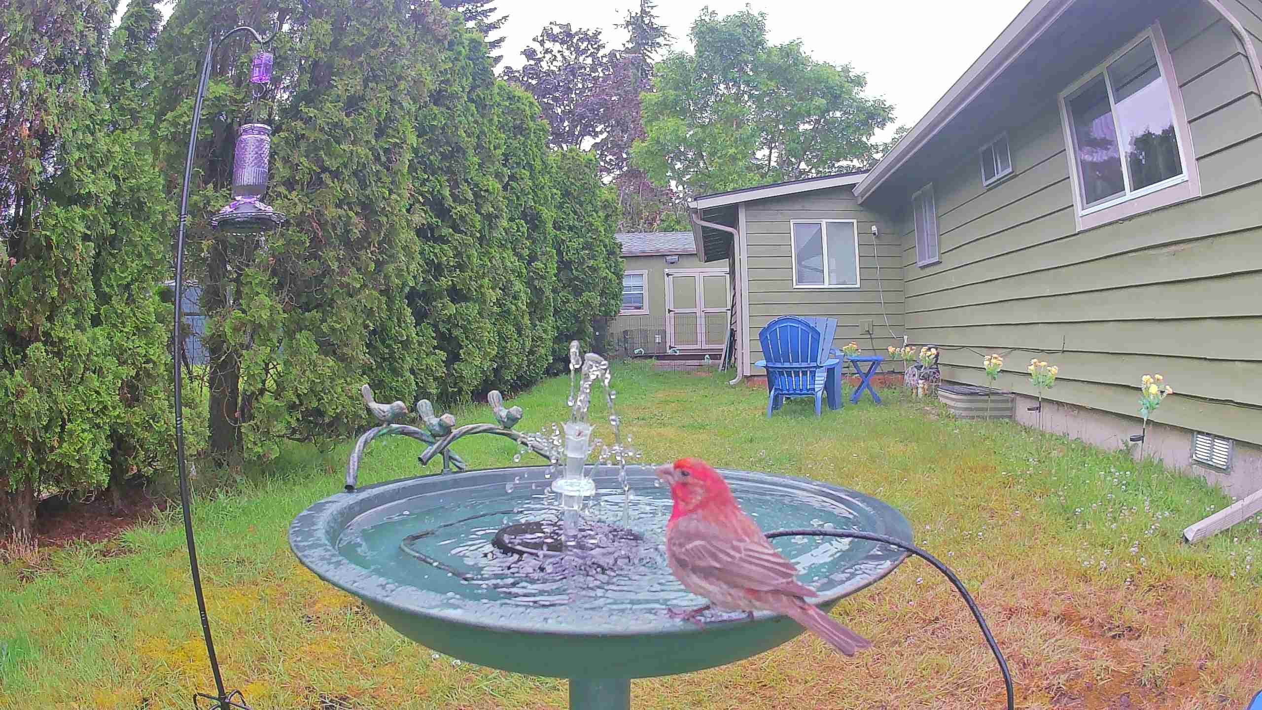 bird — 2026-06-09 09:31:11 — An adult male House Finch is bathing at a birdbath in the backyard.
