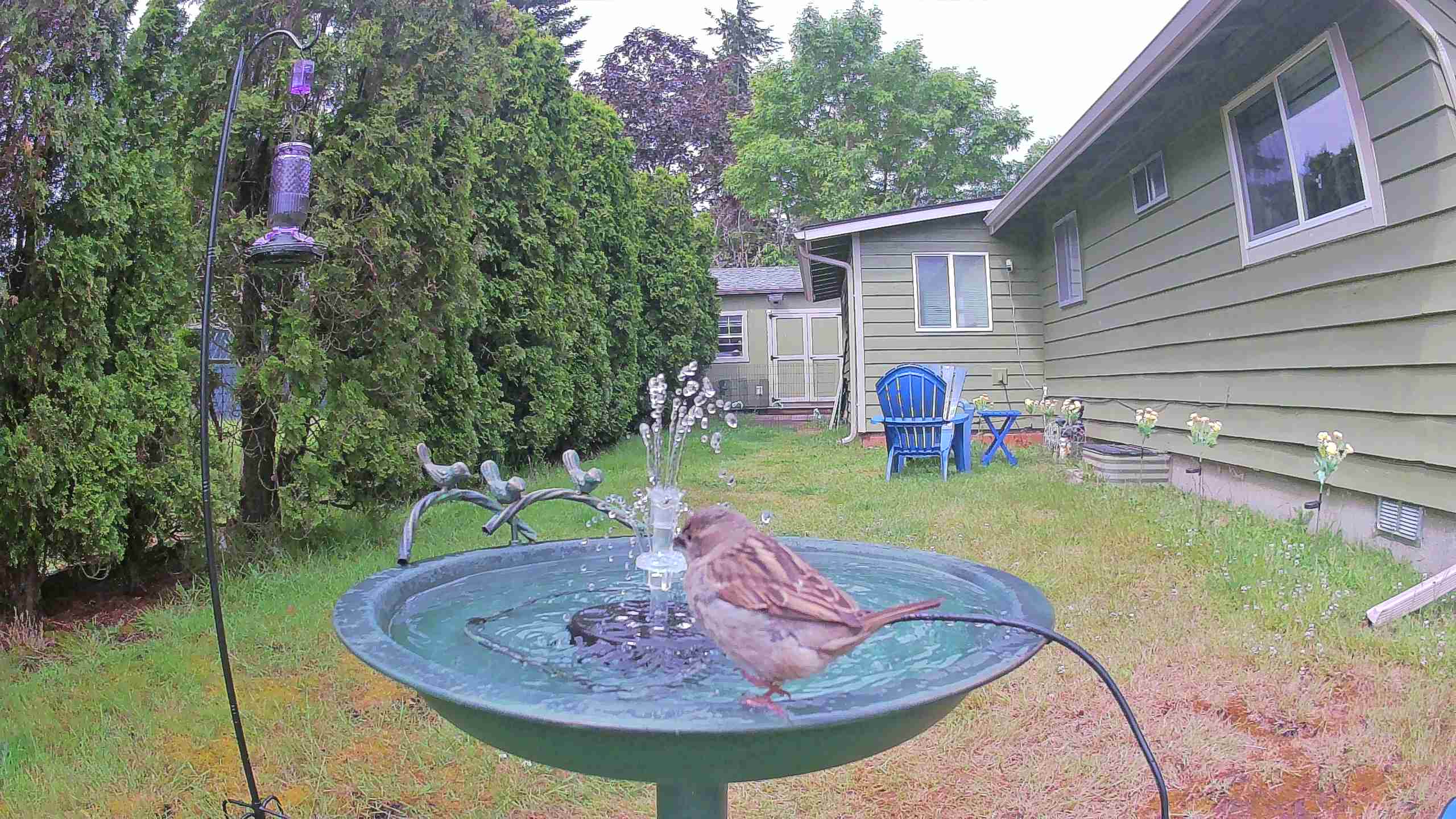 bird — 2026-06-09 11:06:43 — A House Sparrow is bathing in a birdbath with water splashing around it.