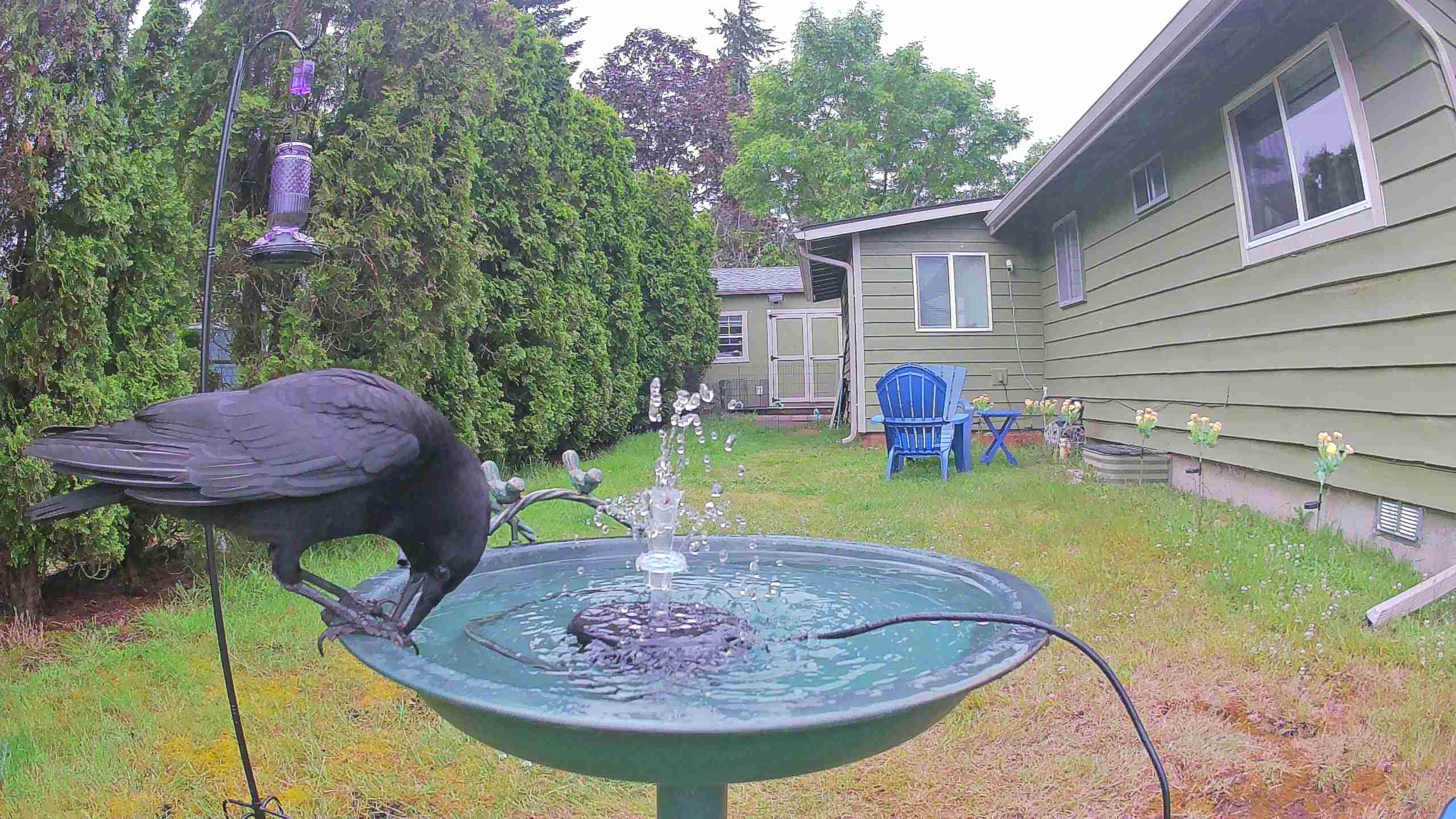 bird — 2026-06-09 11:38:45 — An American Crow is seen bathing at a birdbath, enjoying the water with typical preening behavior.