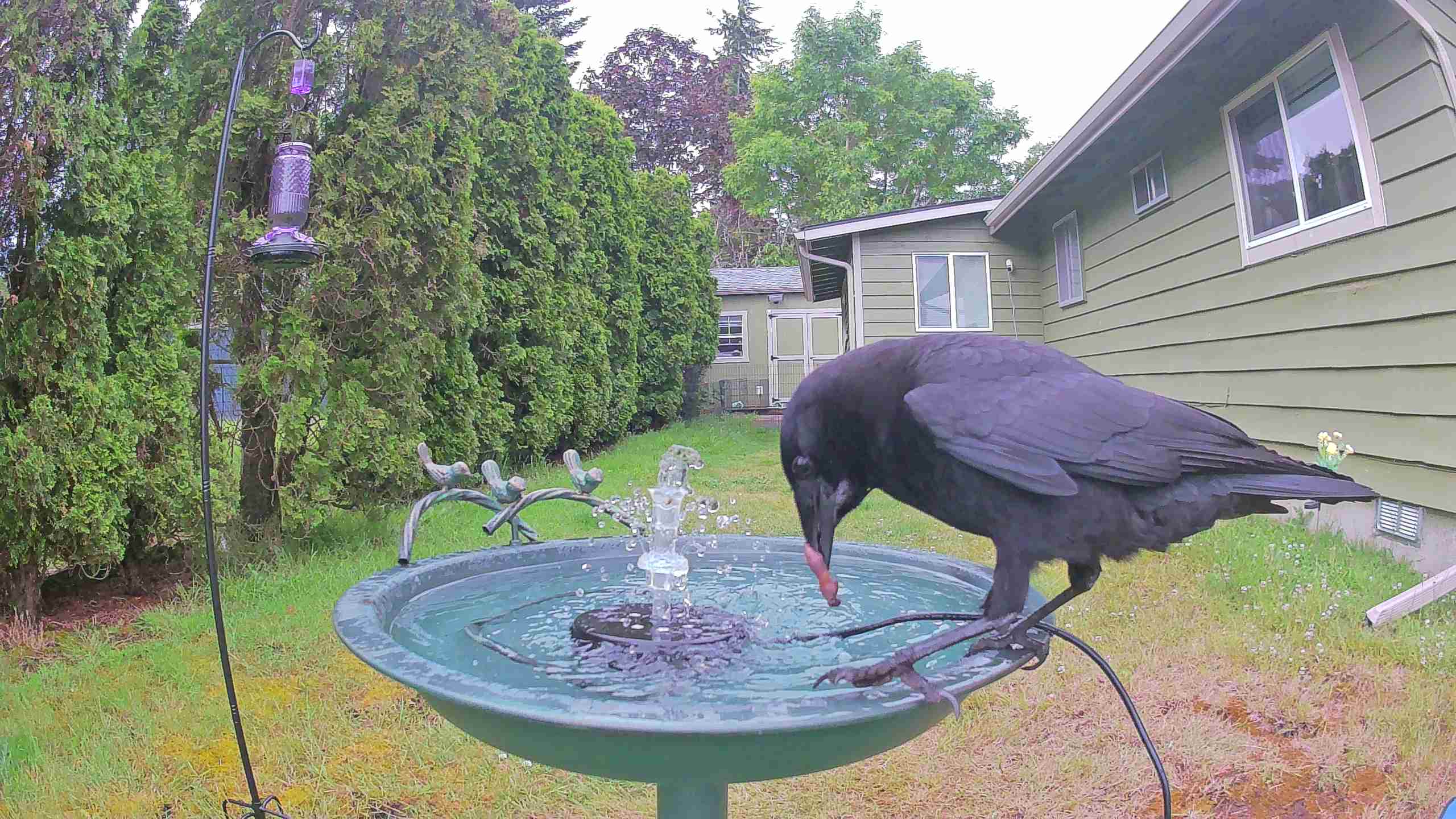 bird — 2026-06-09 12:13:28 — An American Crow is seen drinking water from a birdbath in this sequence of frames.