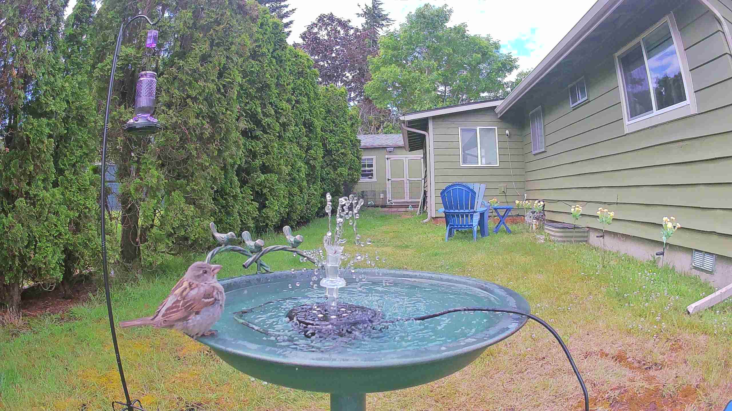 bird — 2026-06-09 12:57:25 — An adult male House Sparrow is bathing and drinking from a birdbath.