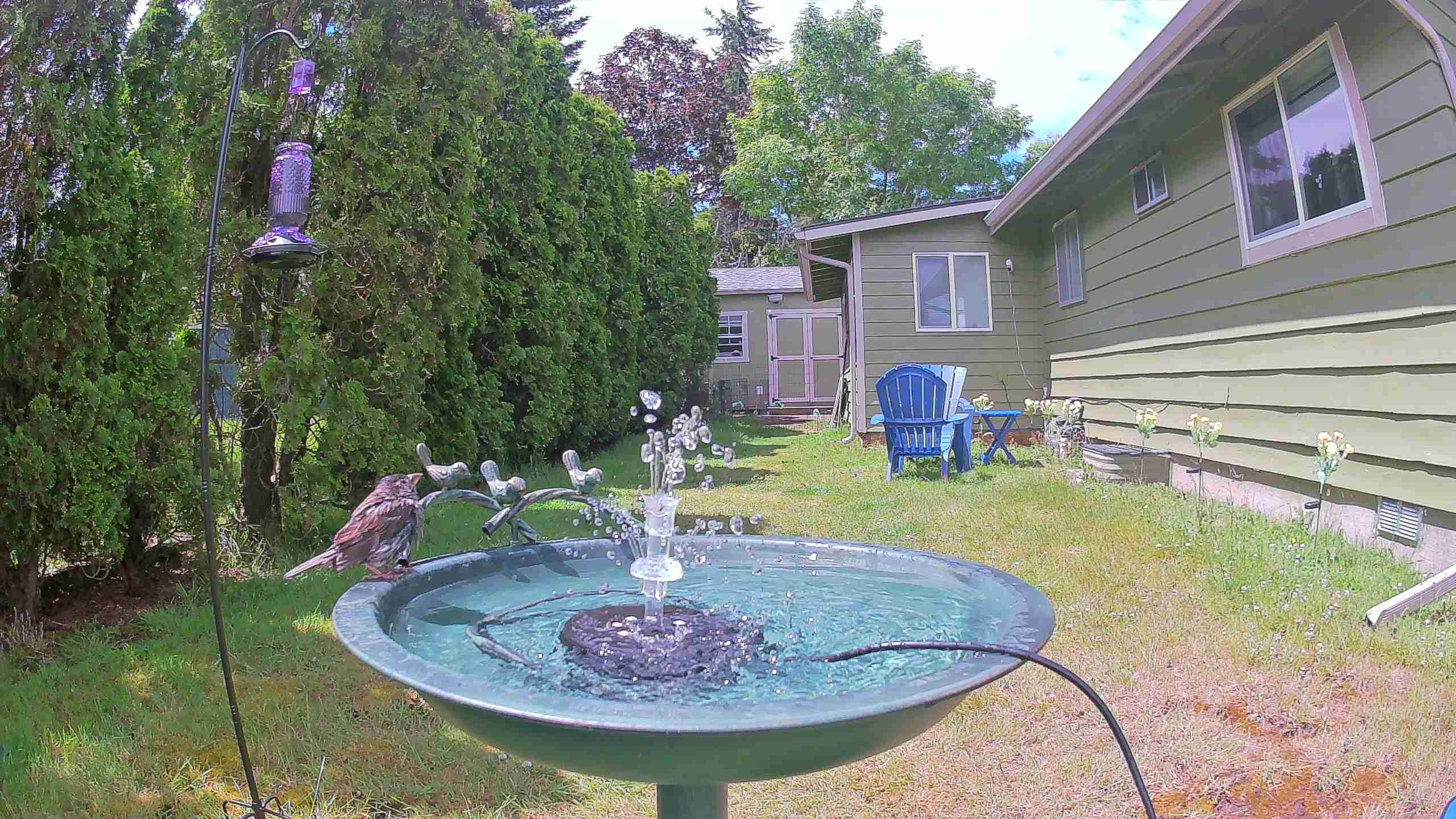 bird — 2026-06-09 13:01:59 — A House Sparrow is perched on the edge of a birdbath, preening and occasionally splashing in the water.