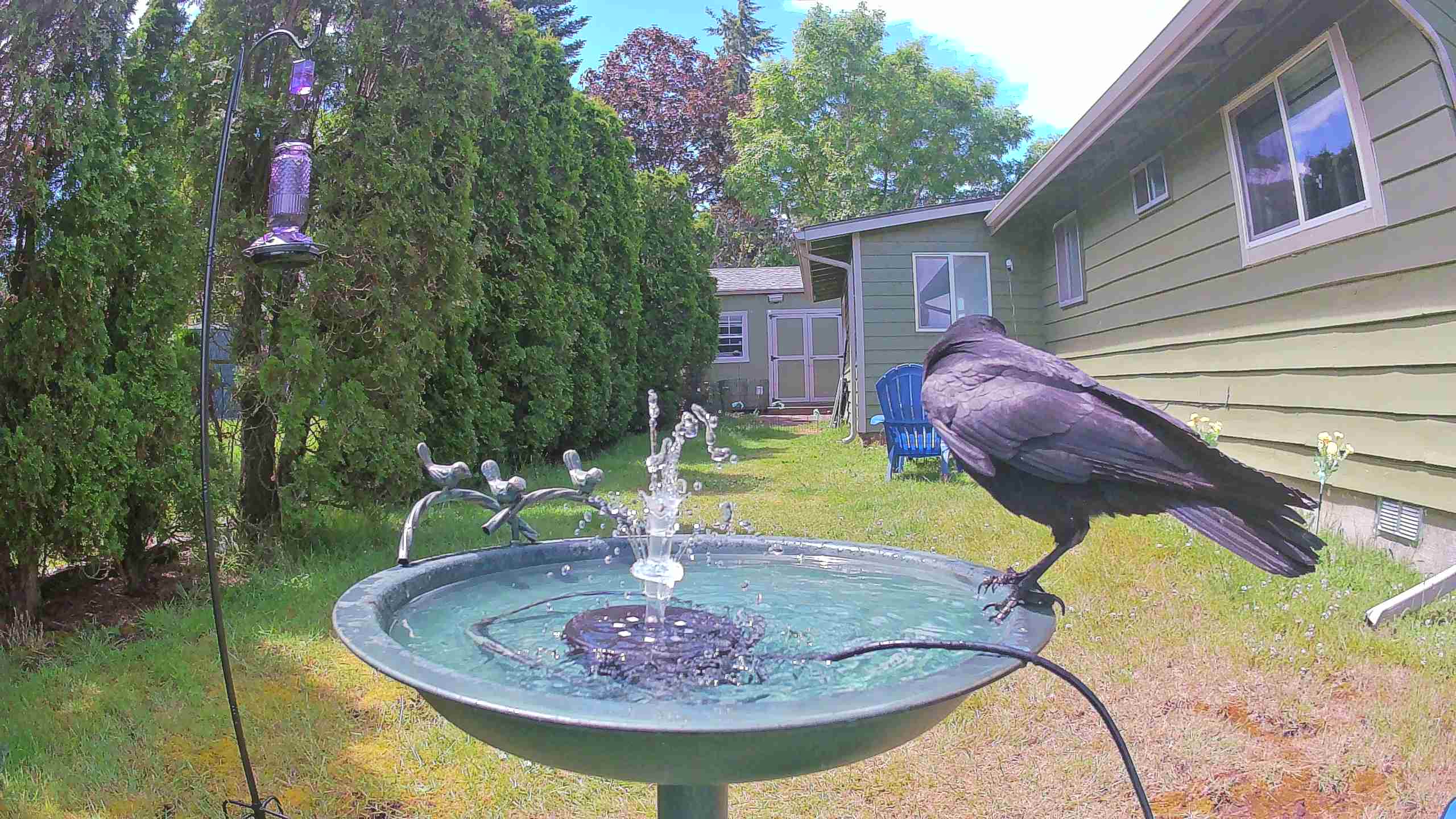bird — 2026-06-09 13:29:12 — An American Crow is drinking water and preening itself at a birdbath.