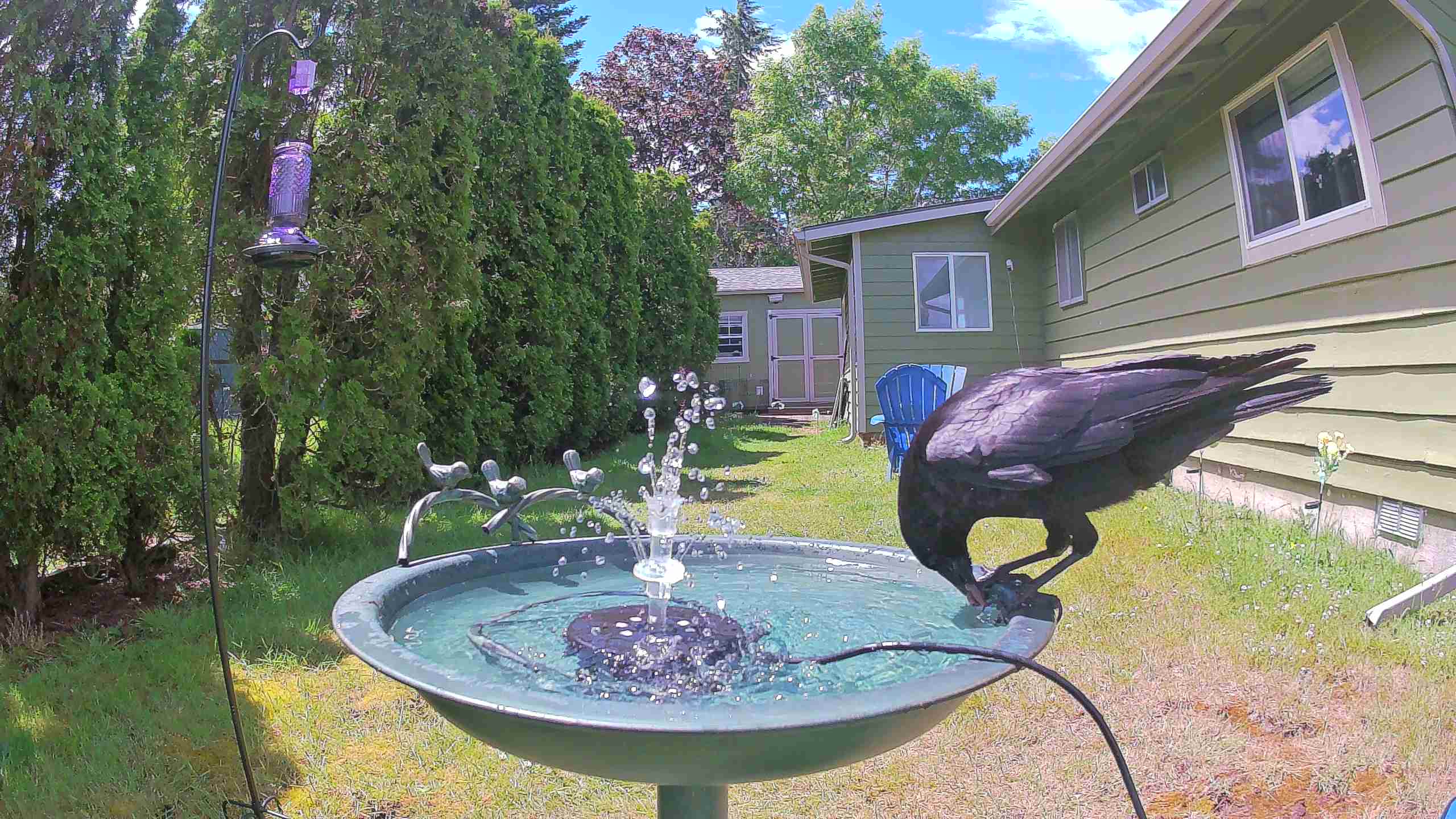 bird — 2026-06-09 13:52:27 — An American Crow is drinking and splashing in a birdbath on a sunny day.
