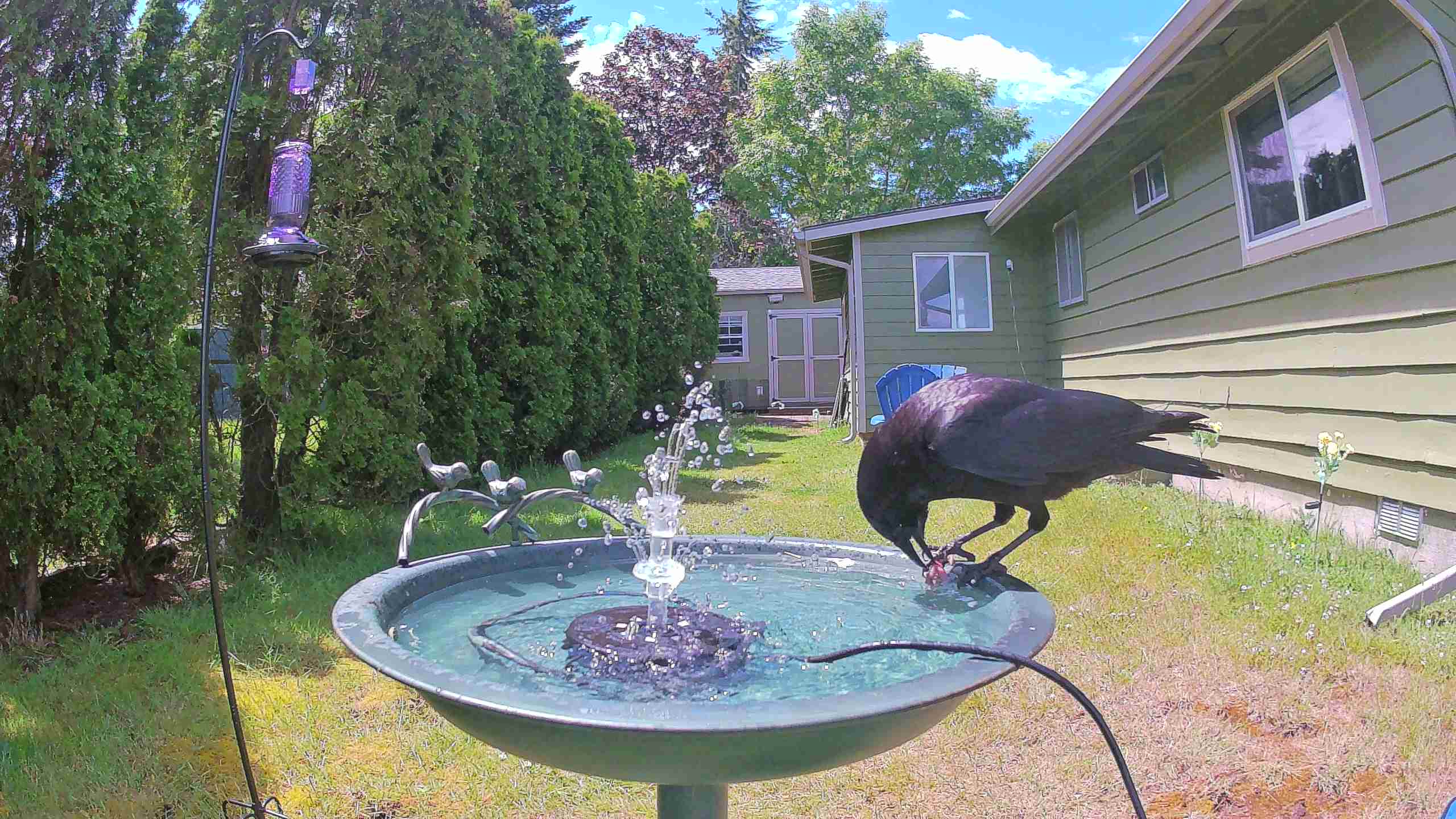 bird — 2026-06-09 13:57:19 — An American Crow is drinking and splashing in a birdbath on a sunny day.