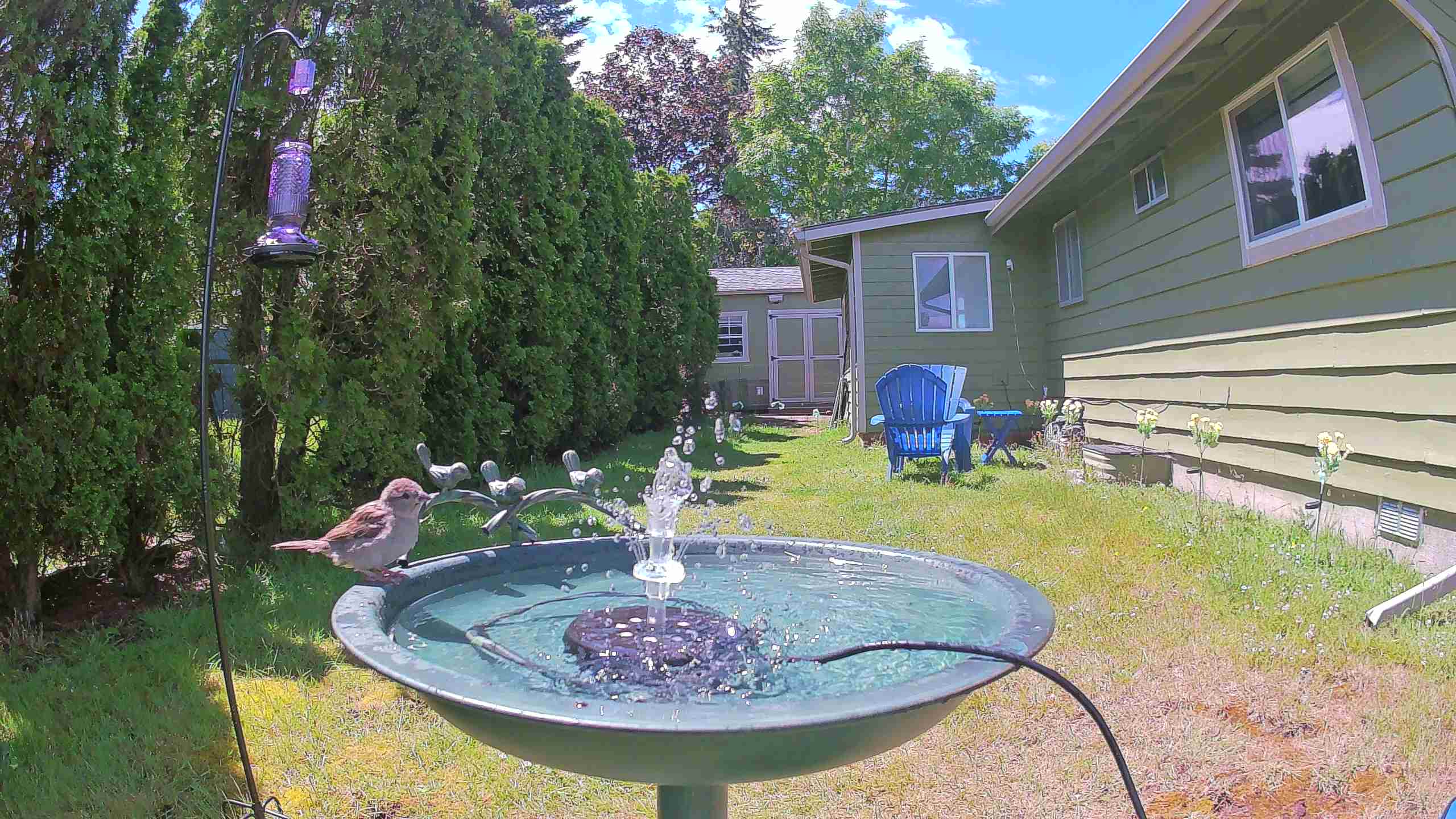 bird — 2026-06-09 14:01:47 — An adult male House Sparrow is bathing in a birdbath.