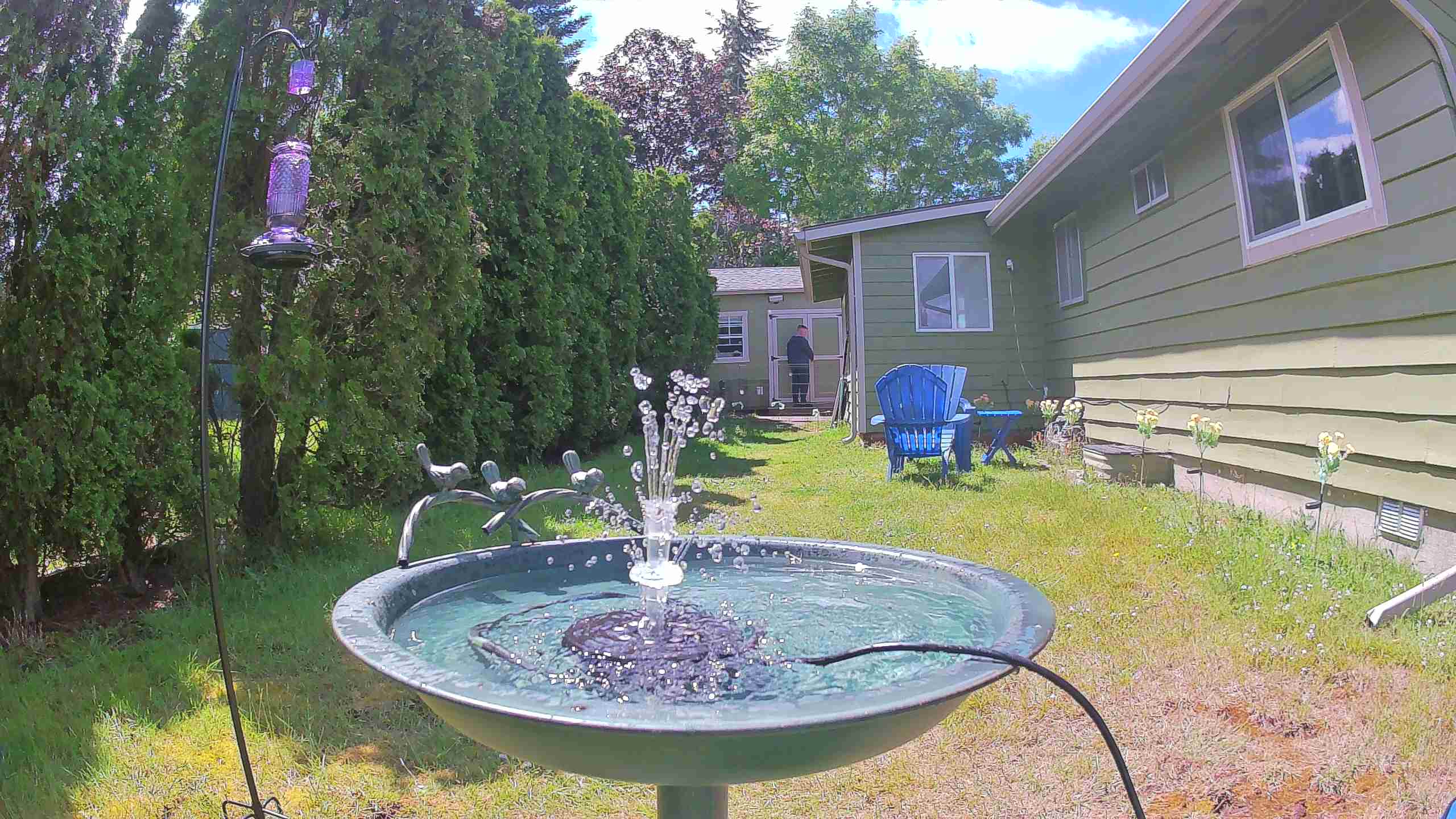 bird — 2026-06-09 14:38:43 — An adult male House Sparrow is perched and drinking from a birdbath.