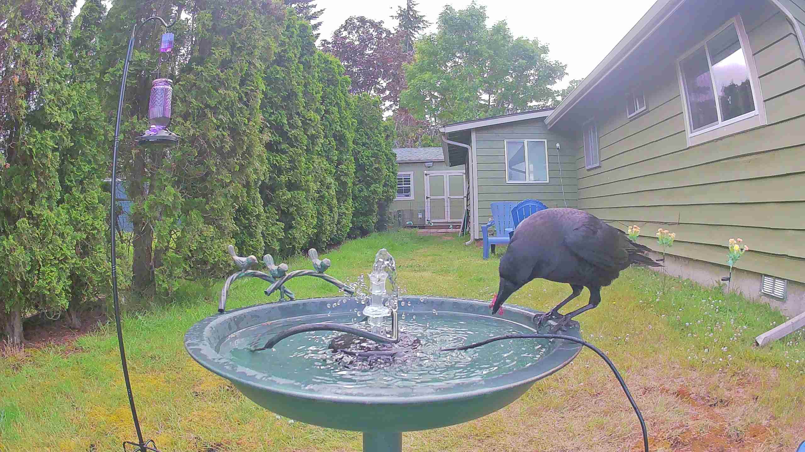 bird — 2026-06-09 15:54:25 — An American Crow is perched on the edge of a birdbath, drinking and vocalizing.