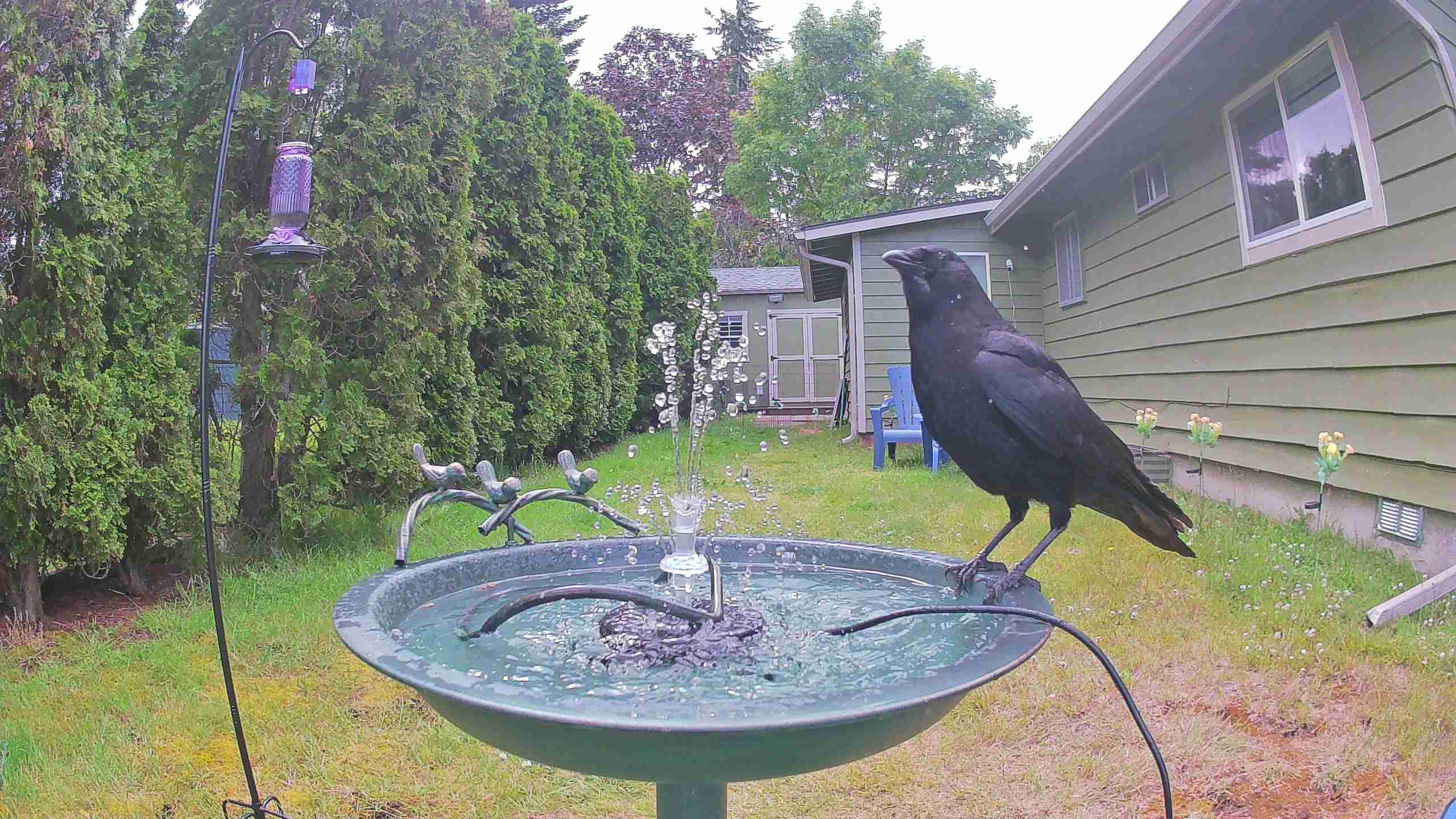 bird — 2026-06-09 16:00:50 — An adult American Crow is preening at a birdbath.