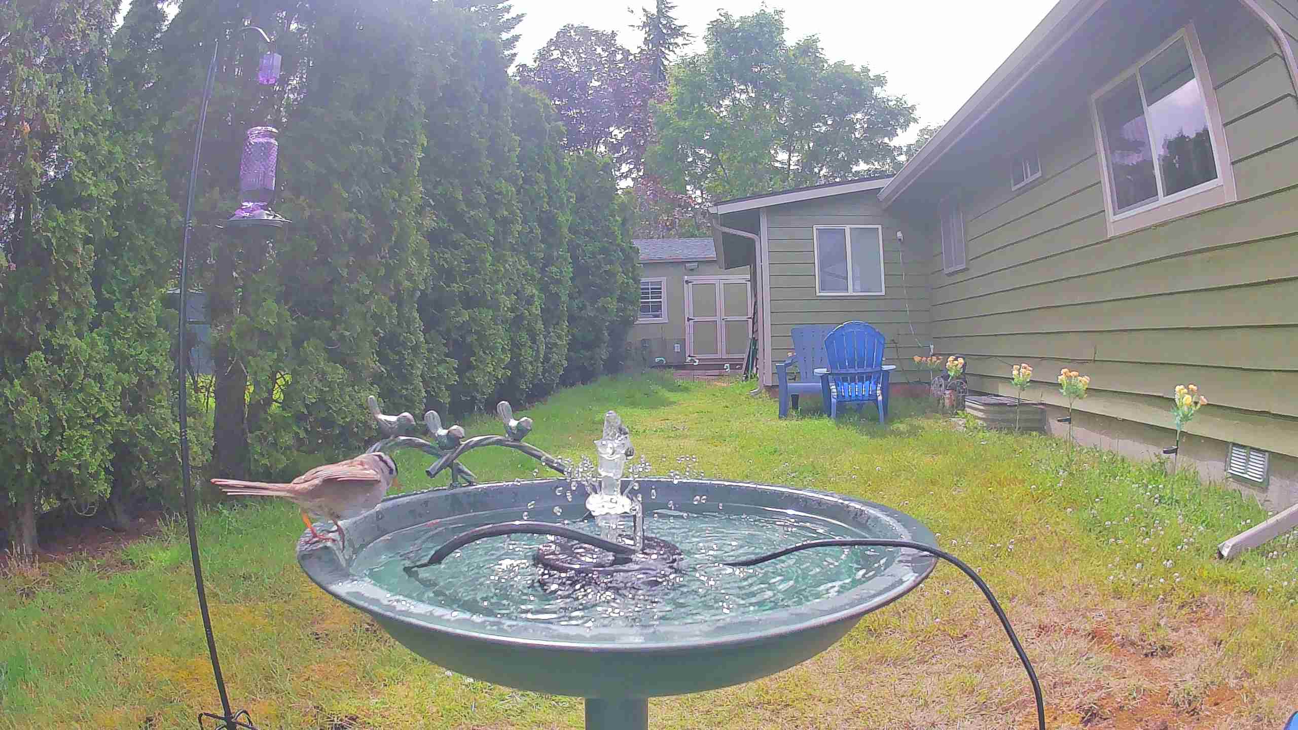 bird — 2026-06-09 16:10:43 — An adult male House Sparrow is bathing in a birdbath.