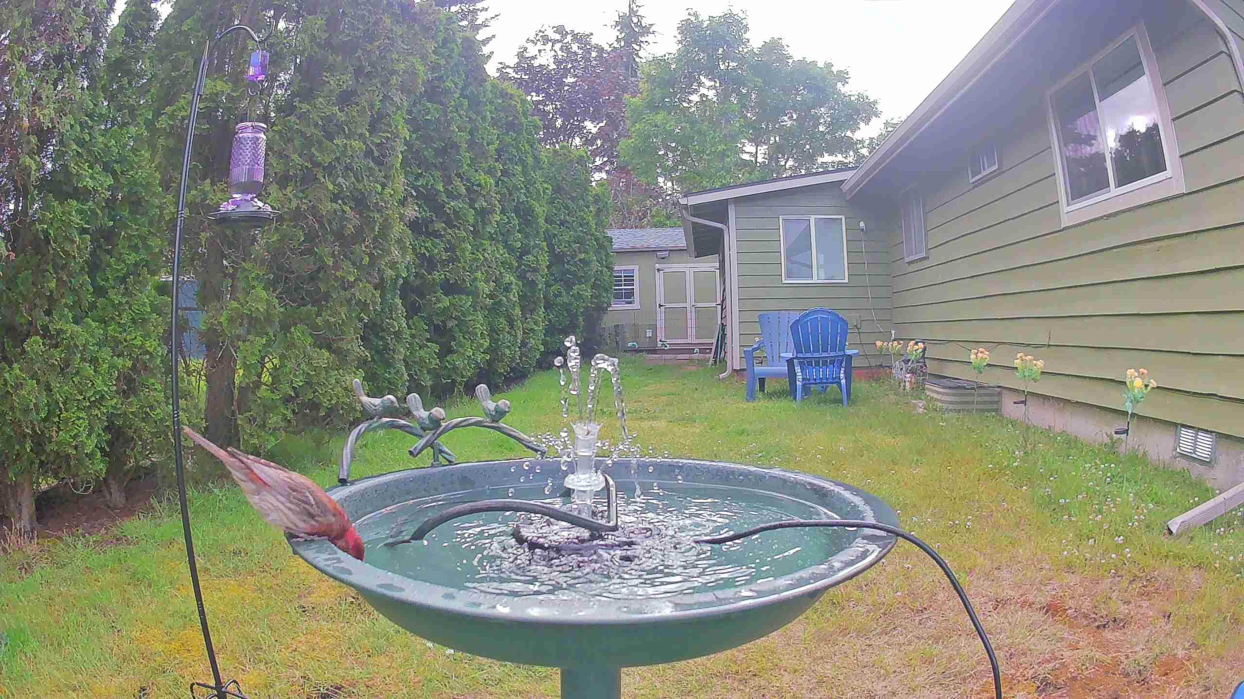 bird — 2026-06-09 16:32:46 — An adult male House Finch is bathing in a birdbath.