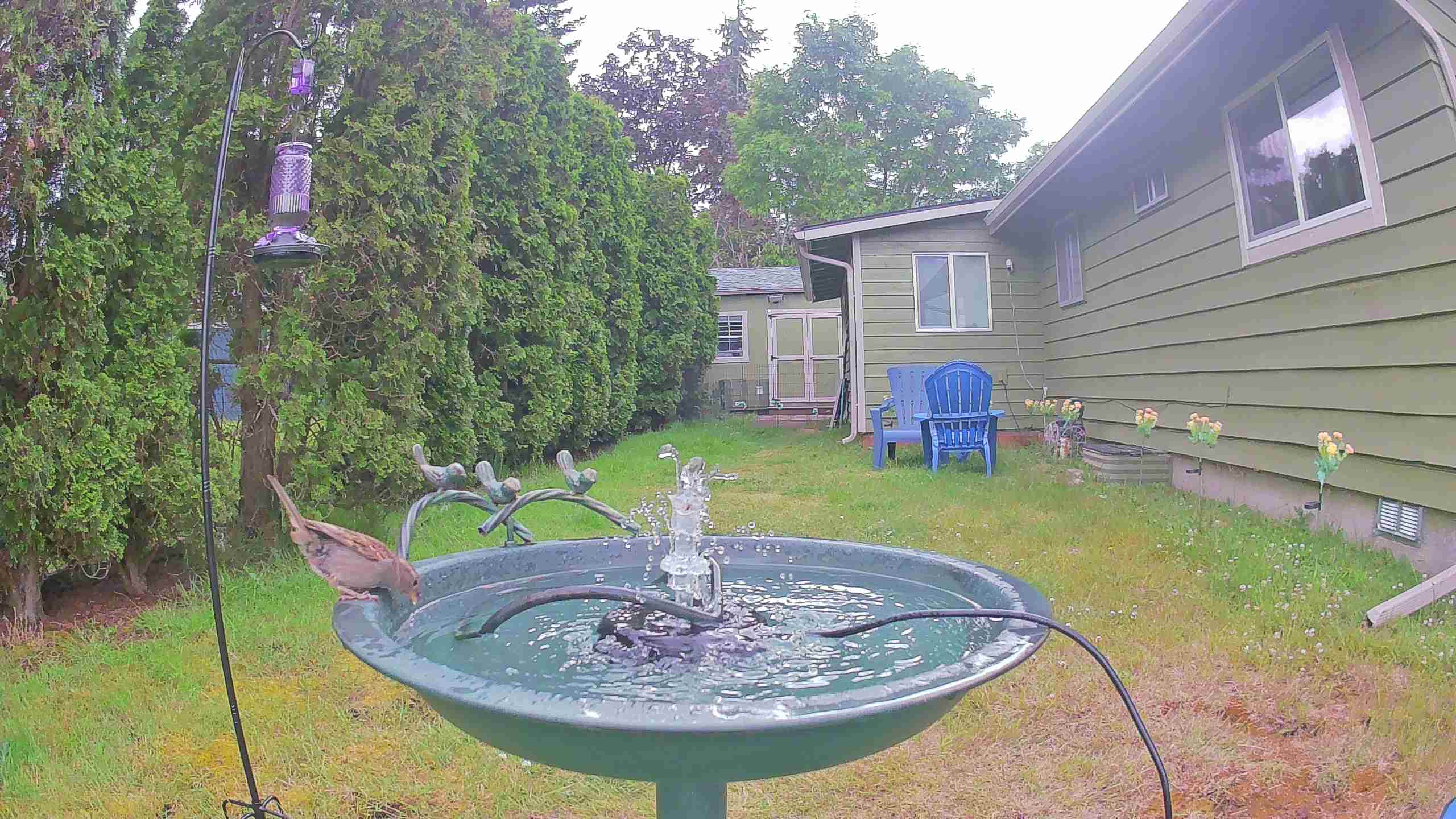 bird — 2026-06-09 16:46:48 — An adult male House Sparrow is perched on the edge of a birdbath, likely drinking or bathing.