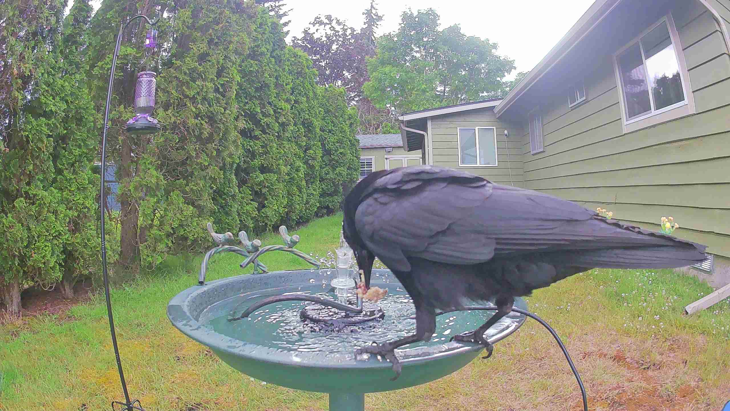 bird — 2026-06-09 16:50:21 — An American Crow is preening and flapping its wings on a birdbath.