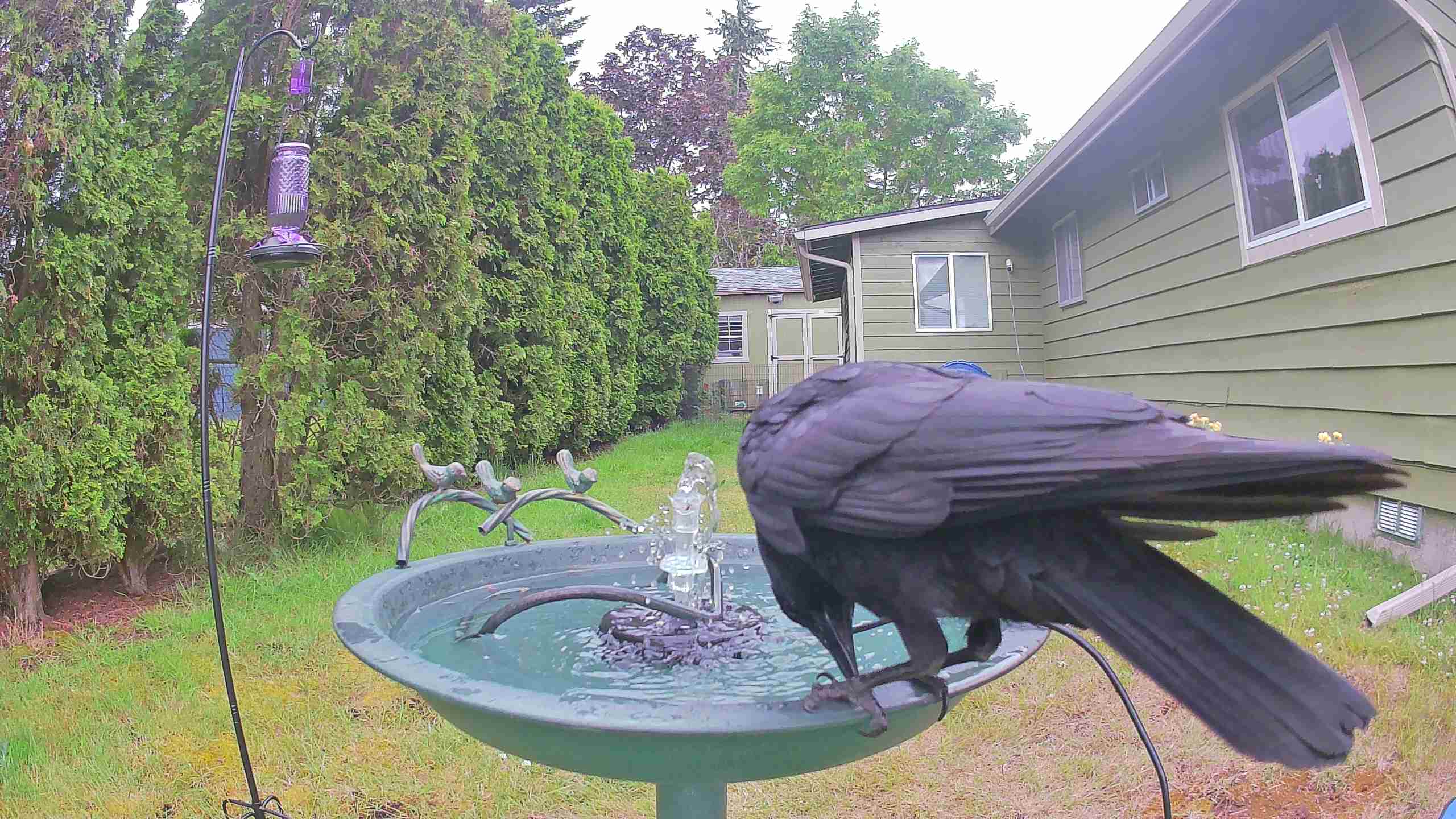 bird — 2026-06-09 17:23:32 — An adult American Crow is bathing in a birdbath.