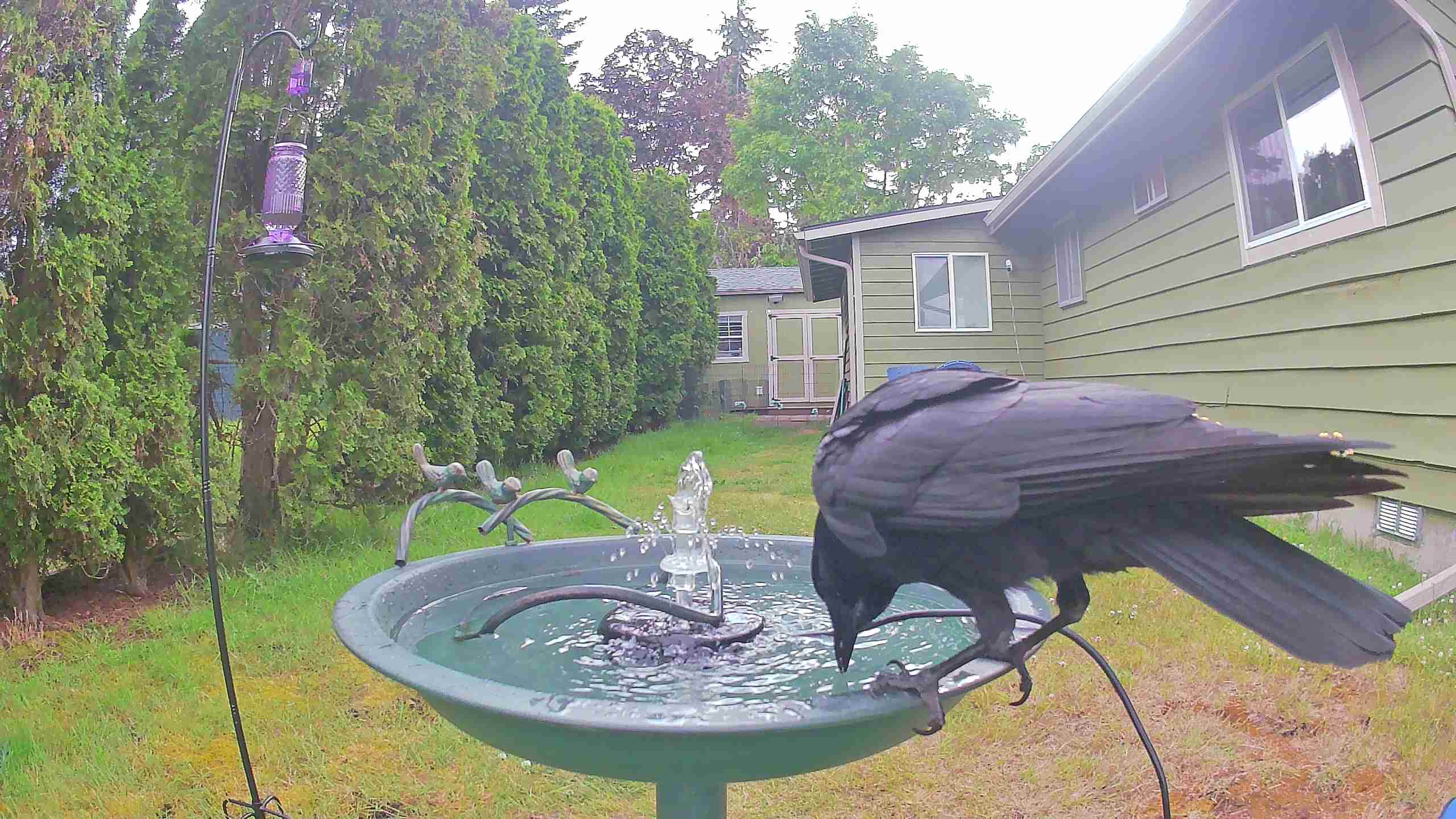 bird — 2026-06-09 18:22:39 — An American Crow is perched on a birdbath, drinking or bathing in the water.