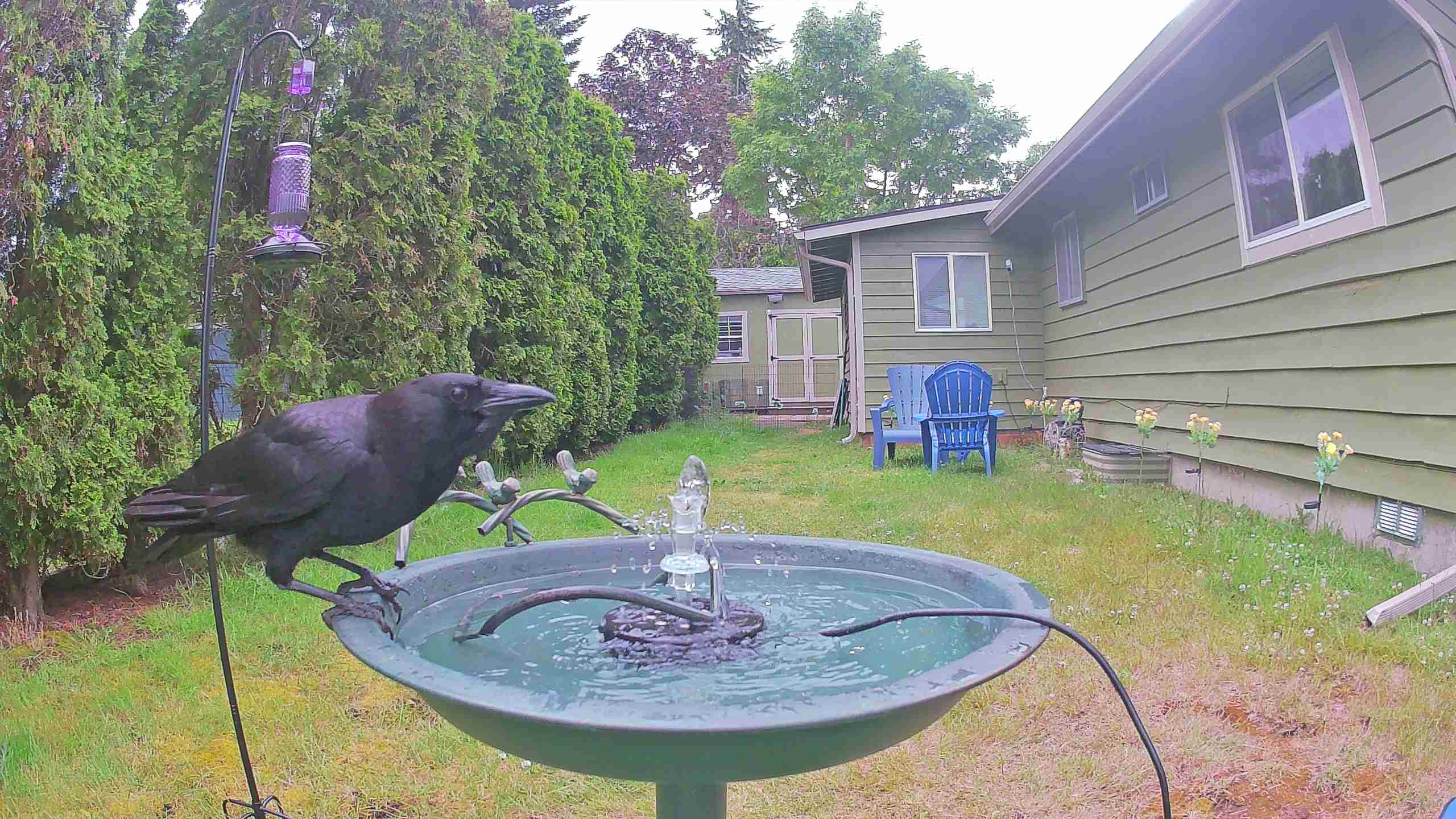 bird — 2026-06-09 18:28:52 — An adult American Crow perched on the birdbath and vocalizing.