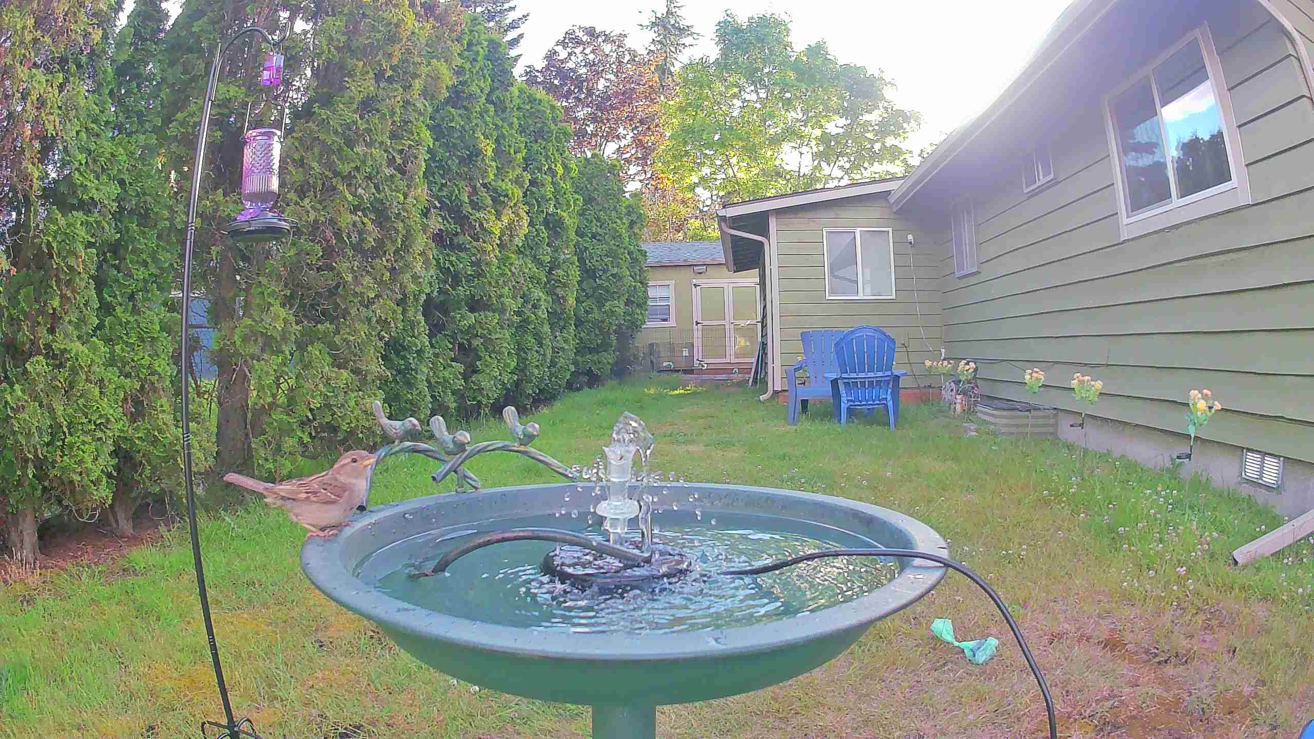 bird — 2026-06-09 19:44:42 — An adult male House Sparrow is perched and drinking from a birdbath.