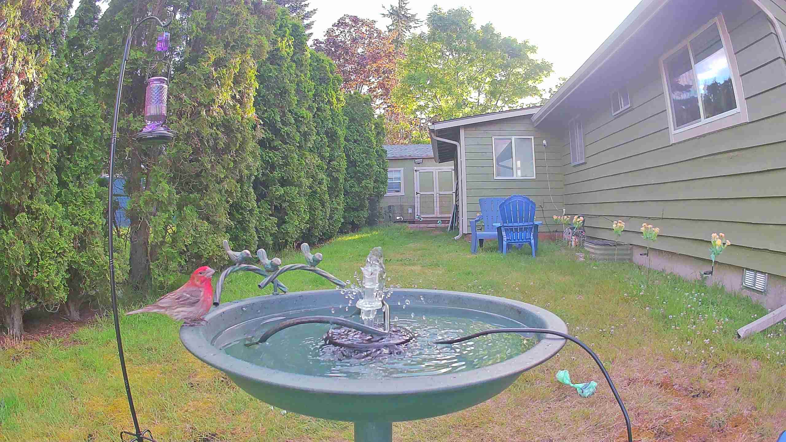 bird — 2026-06-09 20:00:20 — Two House Finches are perched on the edge of a birdbath, likely drinking or bathing.