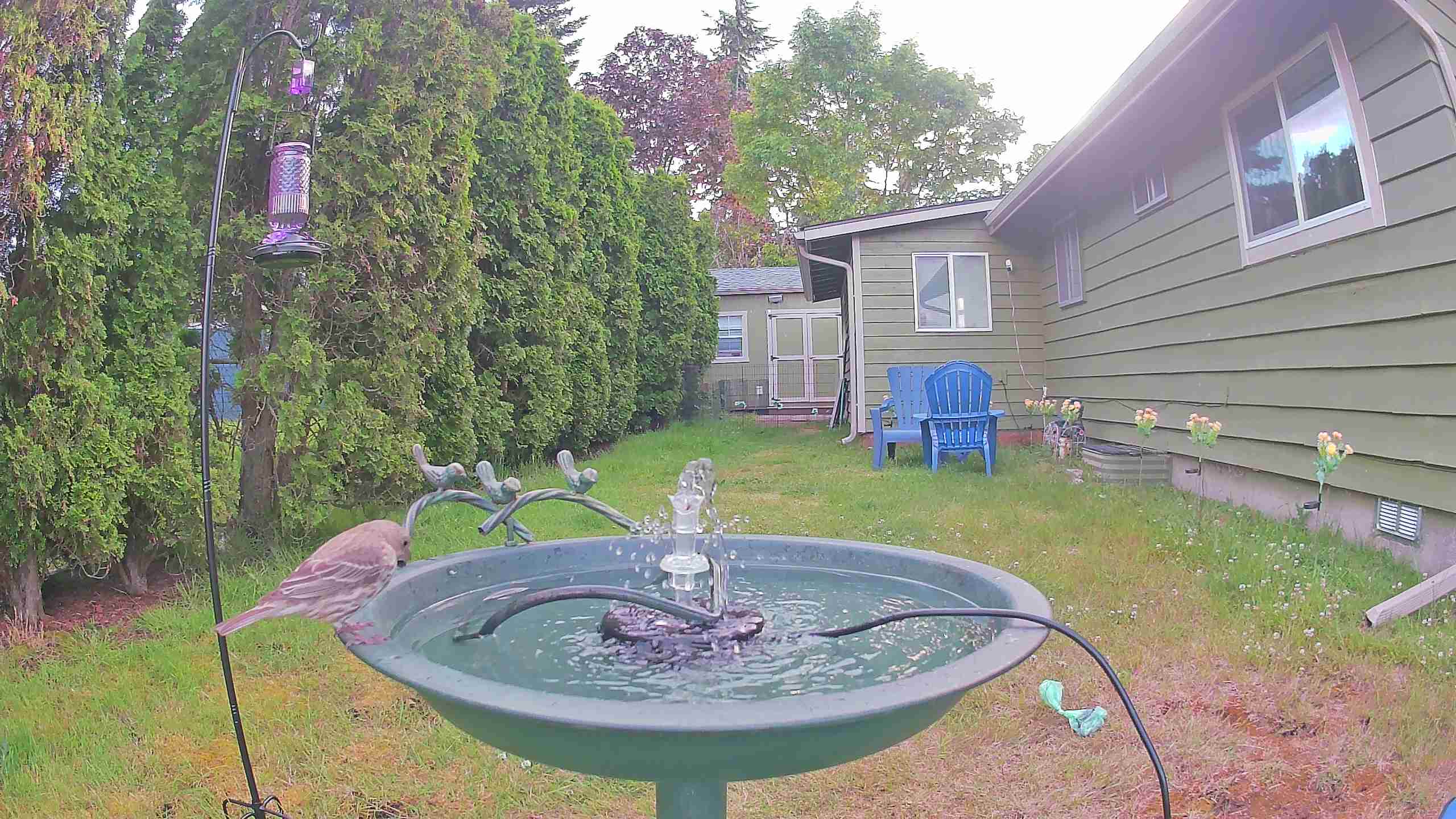 bird — 2026-06-09 20:06:35 — A House Sparrow is foraging near the edge of a birdbath.