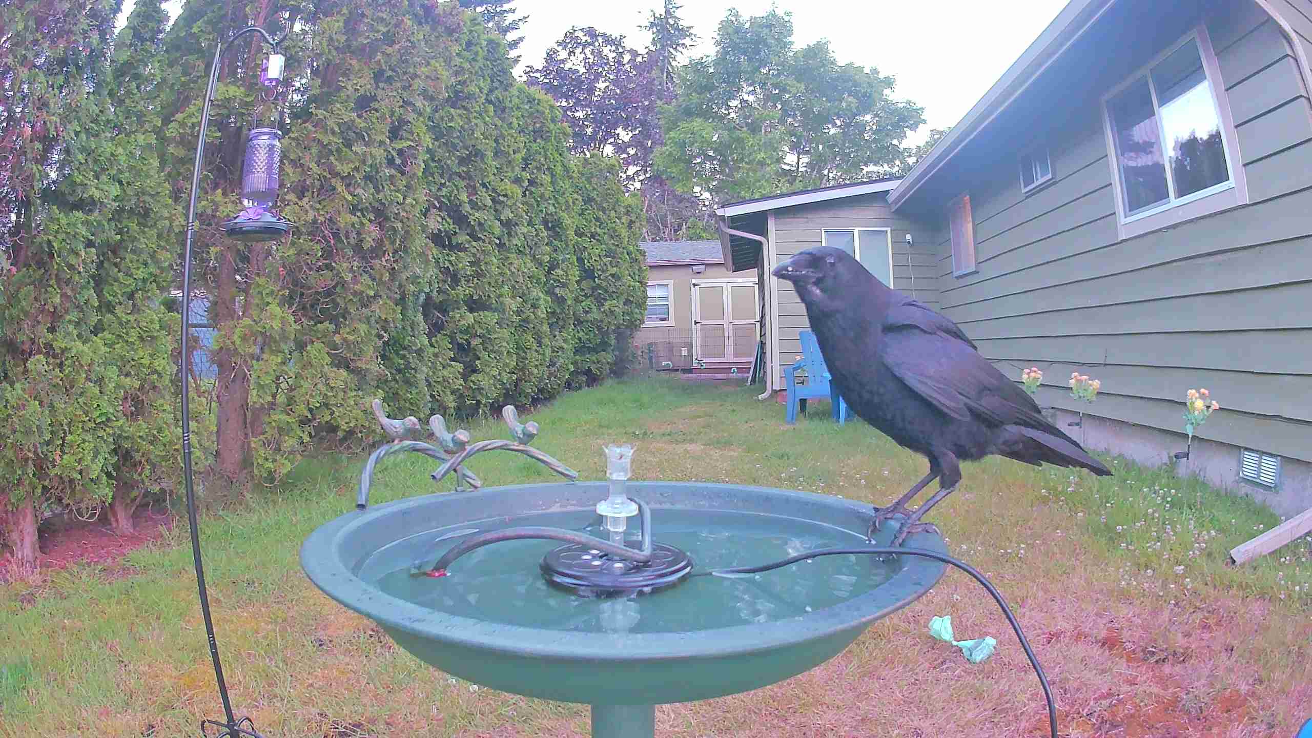 bird — 2026-06-10 05:03:37 — An adult American Crow is drinking water from a birdbath in the early morning.