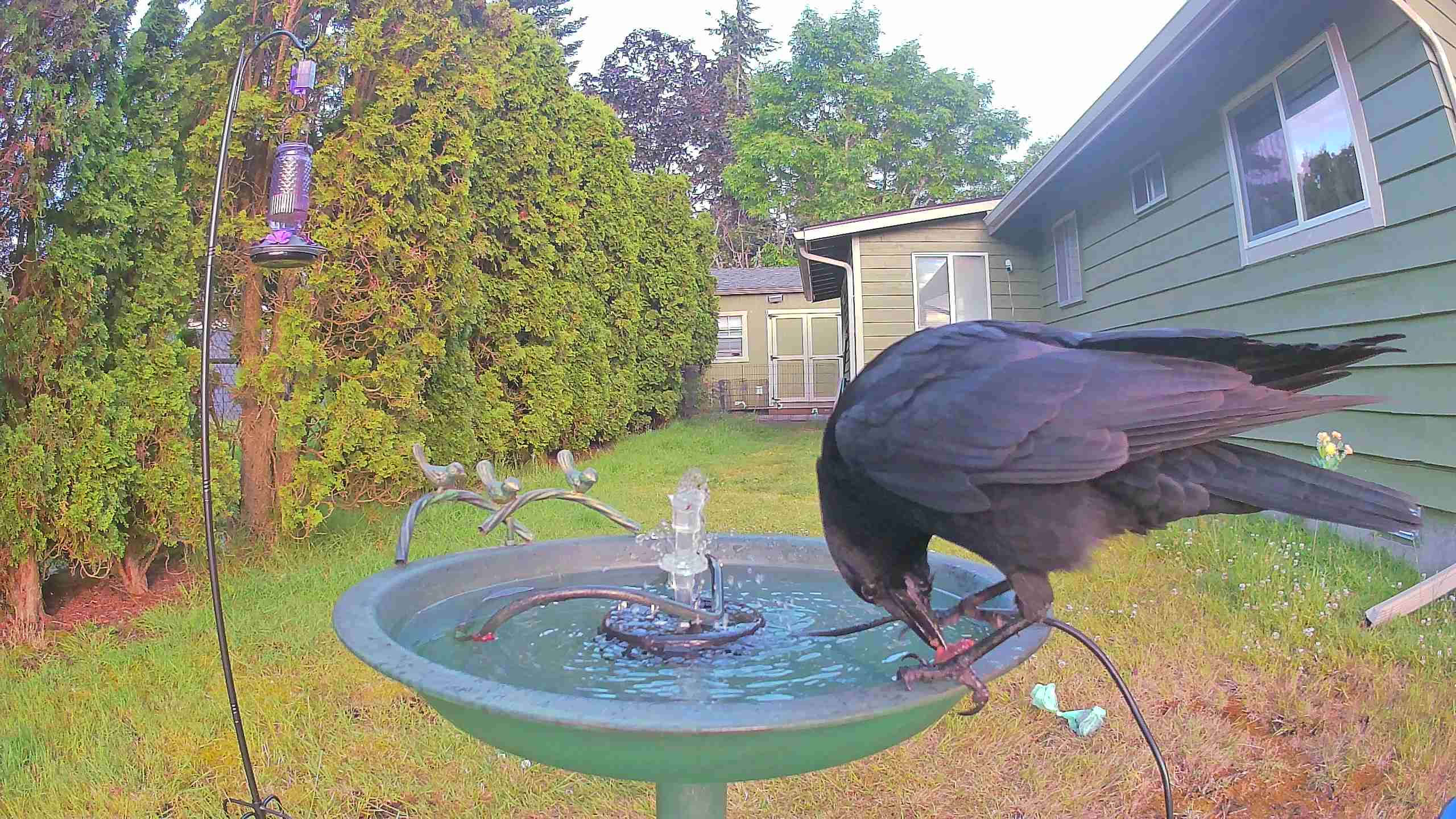 bird — 2026-06-10 05:58:25 — An adult American Crow is drinking water and preening itself at a birdbath.