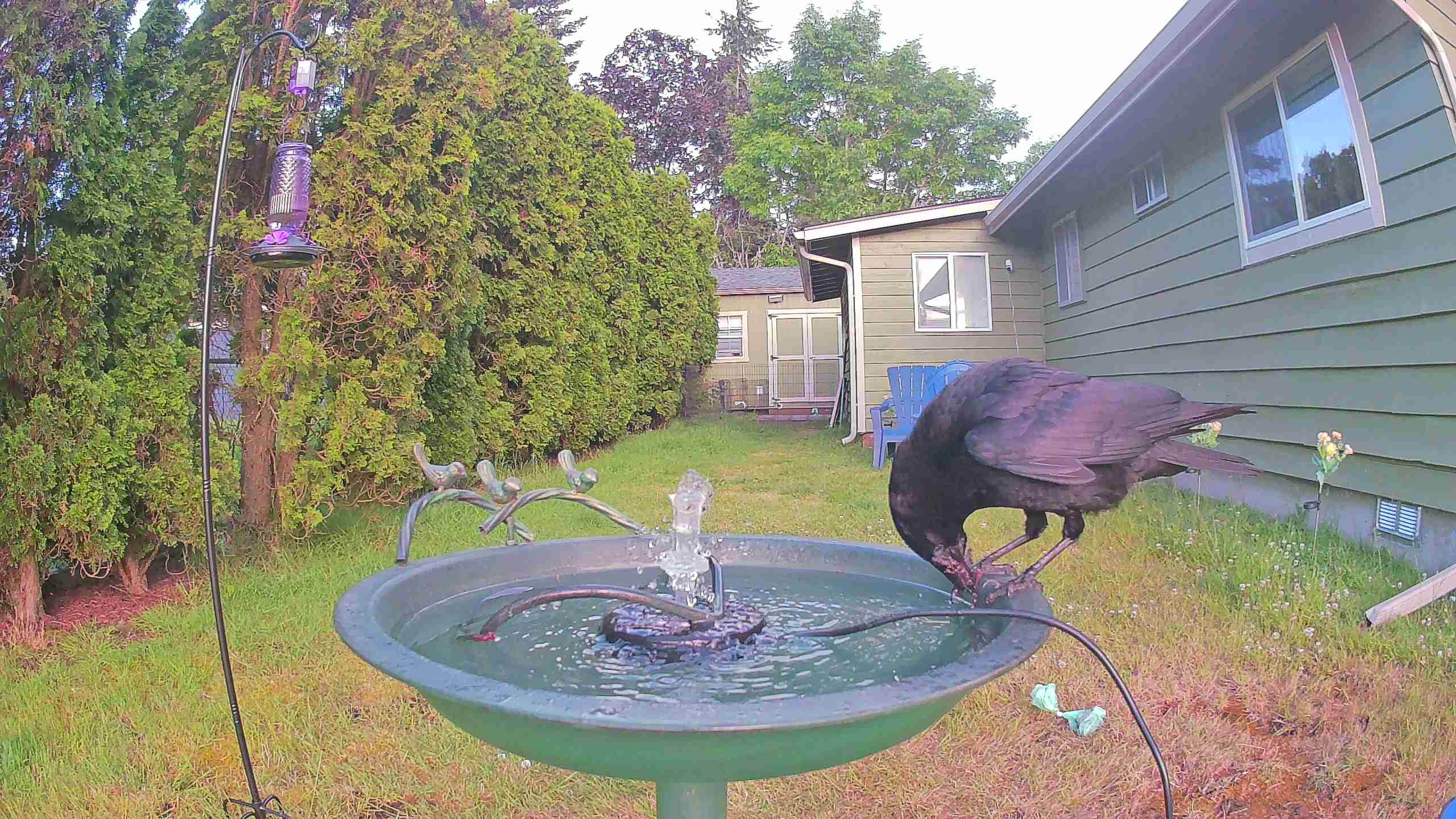 bird — 2026-06-10 06:29:33 — An American Crow is drinking and preening at a birdbath.