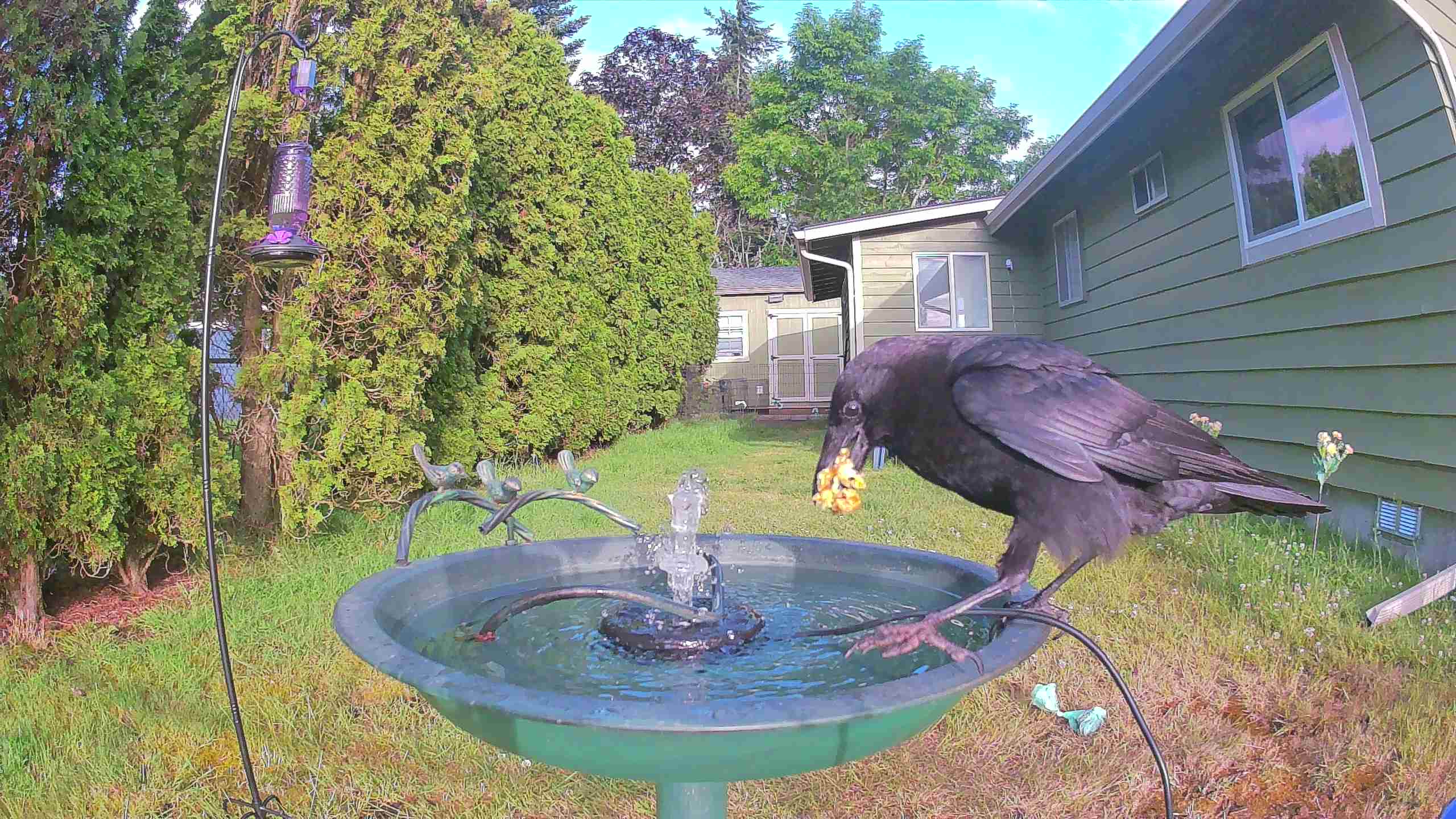 bird — 2026-06-10 06:52:25 — An adult American Crow is drinking and preening at a birdbath.