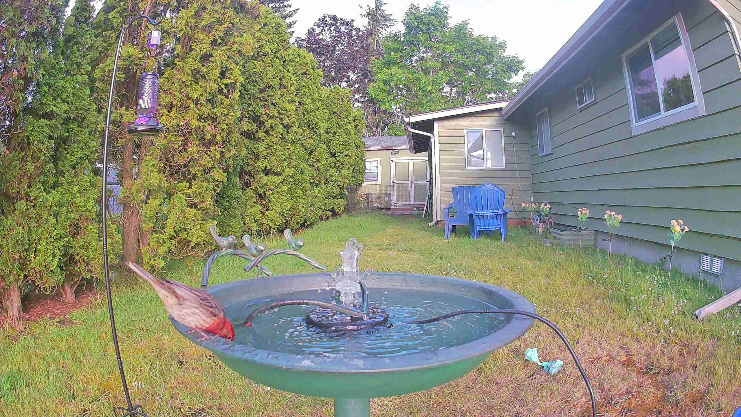 bird — 2026-06-10 07:03:31 — A House Finch perches at the edge of a birdbath while an American Robin is seen moving nearby.