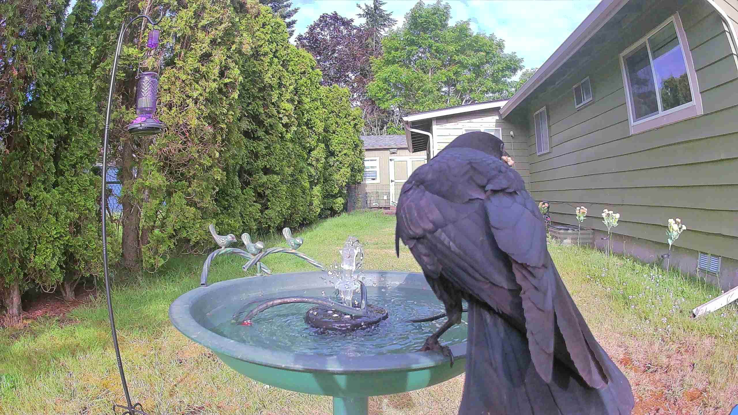 bird — 2026-06-10 08:12:01 — An American Crow is drinking water from a birdbath in the backyard. bird — 2026-06-10 08:12:01 — An American Crow is drinking water from a birdbath in the backyard.
