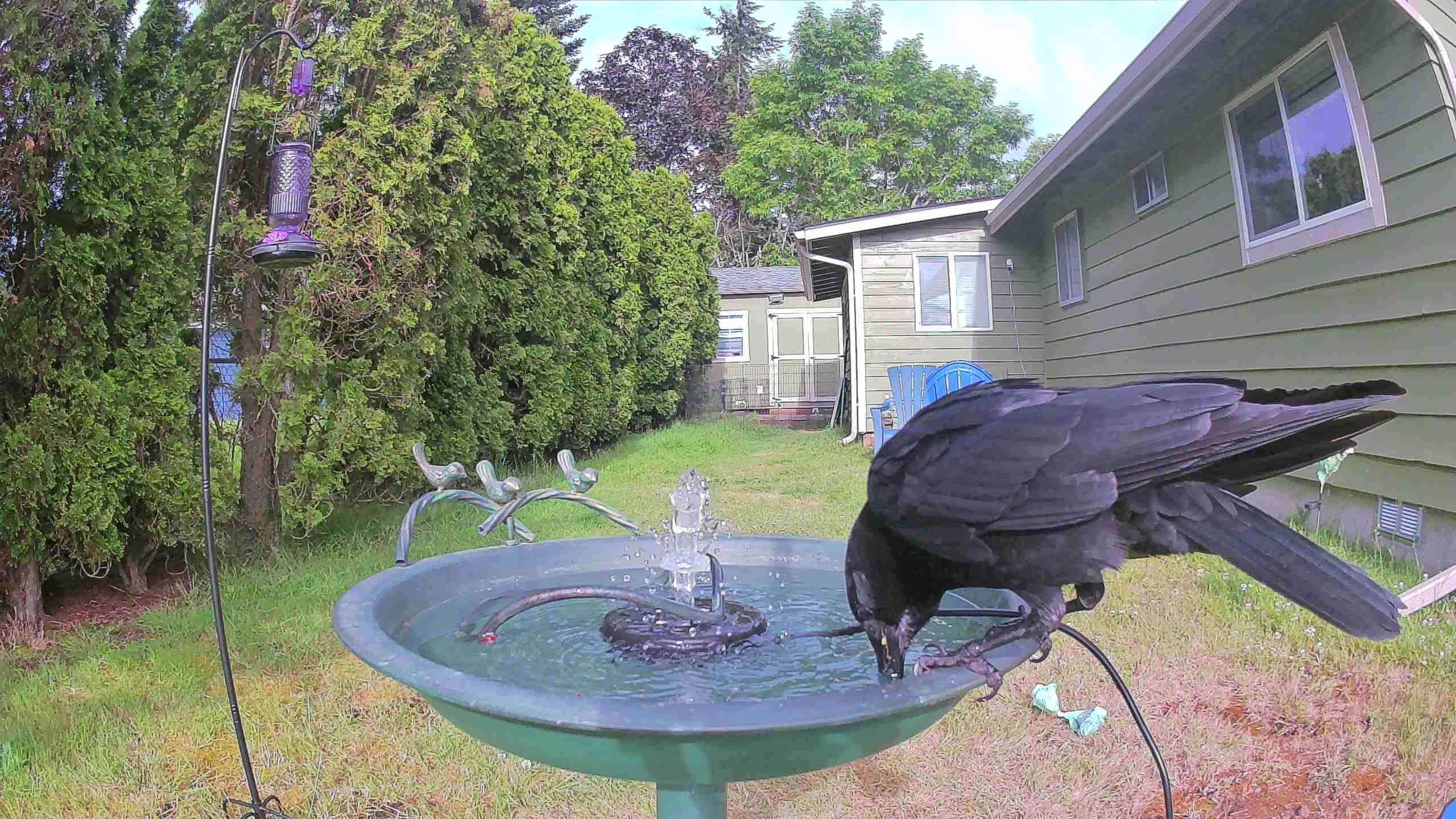 bird — 2026-06-10 08:20:34 — An American Crow is bathing in a birdbath, demonstrating typical behavior for this species. bird — 2026-06-10 08:20:34 — An American Crow is bathing in a birdbath, demonstrating typical behavior for this species.