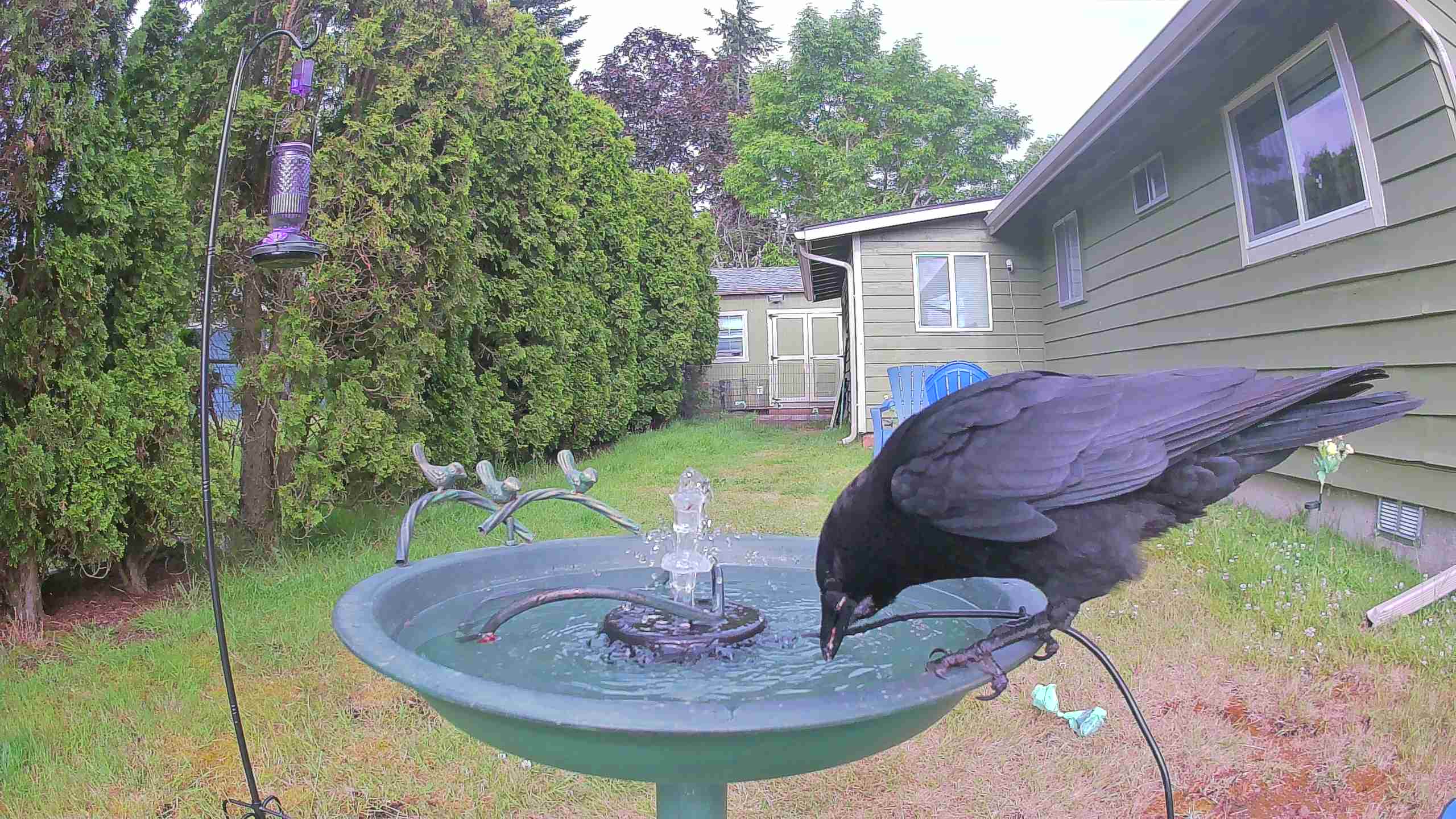 bird — 2026-06-10 08:38:48 — An adult American Crow is drinking water from a birdbath in the backyard. bird — 2026-06-10 08:38:48 — An adult American Crow is drinking water from a birdbath in the backyard.