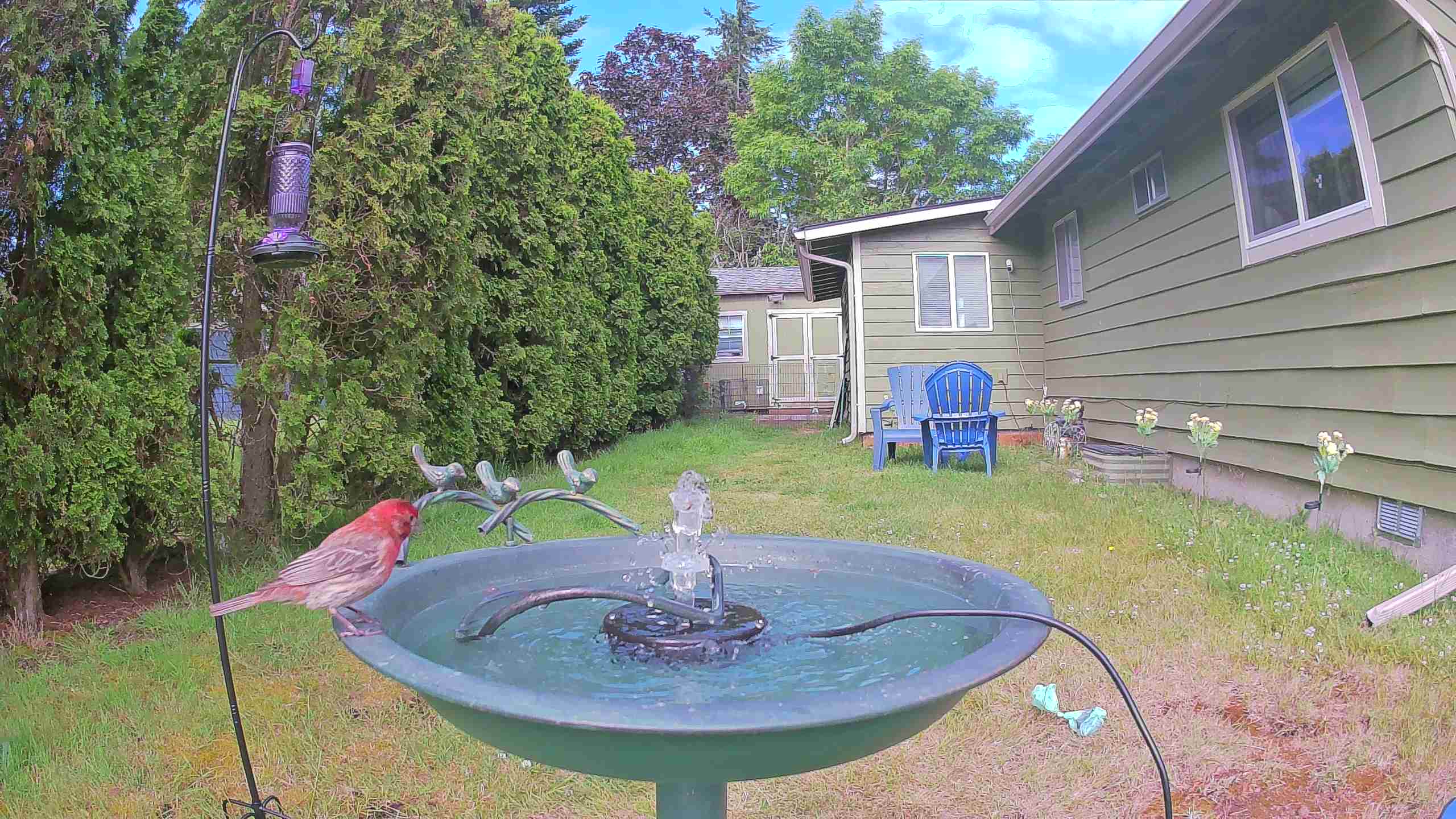 bird — 2026-06-10 09:36:01 — An adult male House Finch is bathing in a birdbath.